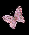 papillons (36)